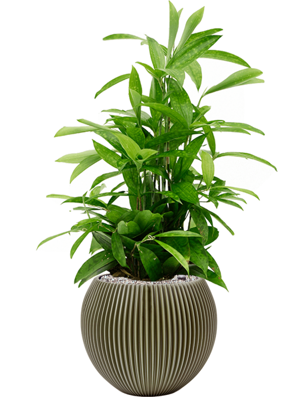 Dracaena surculosa in Capi Nature Groove Special Office Plant With Pot 81cm Height 21.5cm Dia