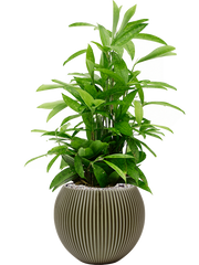 Dracaena surculosa in Capi Nature Groove Special Office Plant With Pot 81cm Height 21.5cm Dia