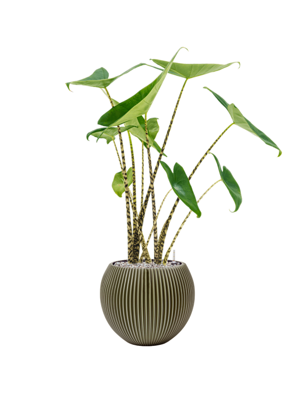 Alocasia zebrina in Capi Nature Groove Special Office Plant With Pot 89cm Height 21.5cm Dia