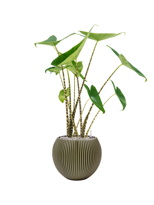Alocasia zebrina in Capi Nature Groove Special Office Plant With Pot 89cm Height 21.5cm Dia