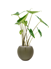 Alocasia zebrina in Capi Nature Groove Special Office Plant With Pot 89cm Height 21.5cm Dia