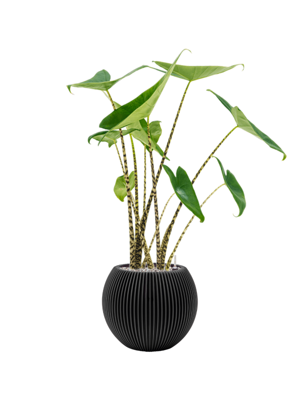 Alocasia zebrina in Capi Nature Groove Office Plant With Pot 88cm Height 21.5cm Dia