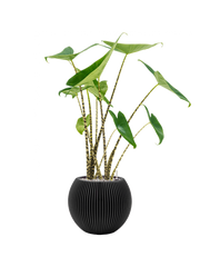 Alocasia zebrina in Capi Nature Groove Office Plant With Pot 88cm Height 21.5cm Dia