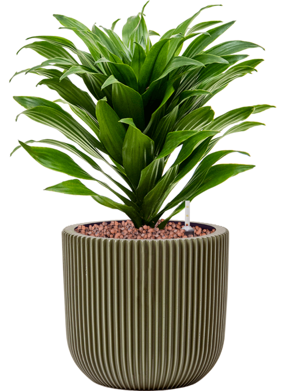 Dracaena fragrans 'Compacta' in Capi Nature Groove Special Office Plant With Pot 34cm Height 15.5cm Dia