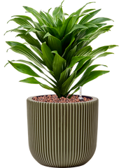 Dracaena fragrans 'Compacta' in Capi Nature Groove Special Office Plant With Pot 34cm Height 15.5cm Dia