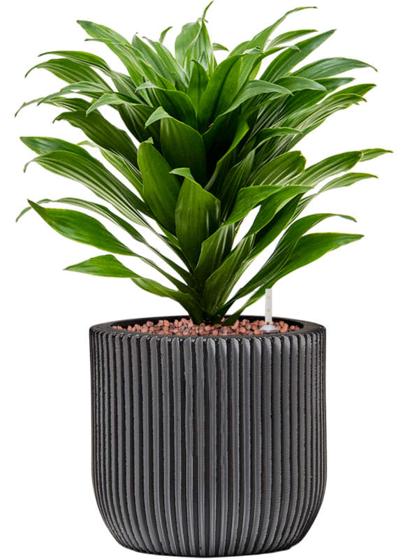Dracaena fragrans 'Compacta' in Capi Nature Groove Office Plant With Pot 34cm Height 15.5cm Dia