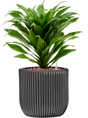 Dracaena fragrans 'Compacta' in Capi Nature Groove Office Plant With Pot 34cm Height 15.5cm Dia