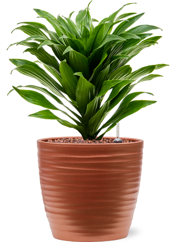Dracaena fragrans 'Compacta' in Groove Office Plant With Pot 34cm Height 15cm Dia