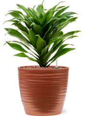 Dracaena fragrans 'Compacta' in Groove Office Plant With Pot 34cm Height 15cm Dia