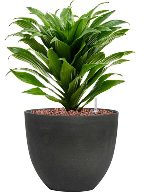 Dracaena fragrans 'Compacta' in Refined Office Plant With Pot 34cm Height 17cm Dia