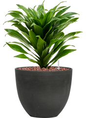Dracaena fragrans 'Compacta' in Refined Office Plant With Pot 34cm Height 17cm Dia