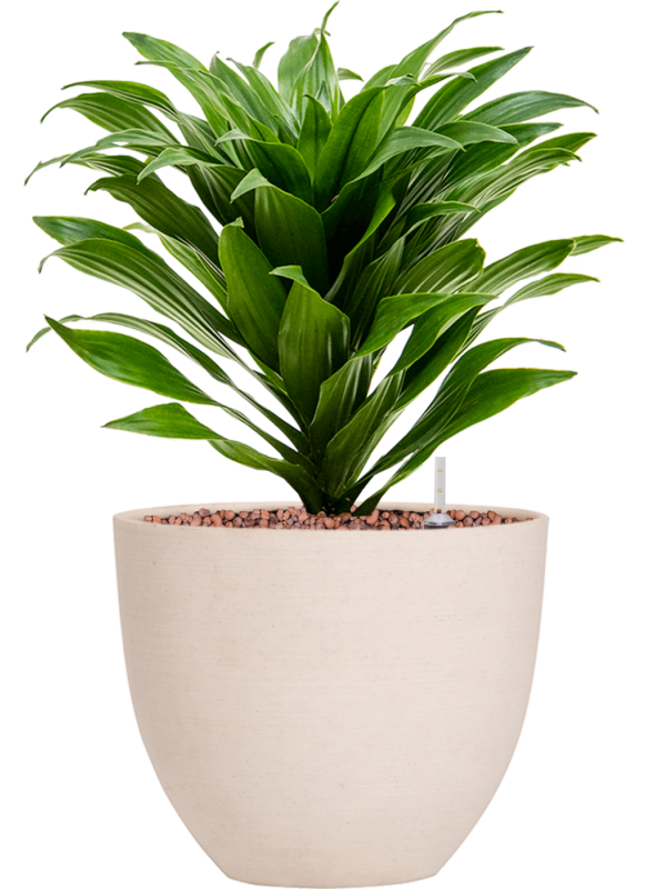 Dracaena fragrans 'Compacta' in Refined Office Plant With Pot 34cm Height 17cm Dia