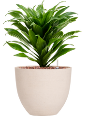 Dracaena fragrans 'Compacta' in Refined Office Plant With Pot 34cm Height 17cm Dia