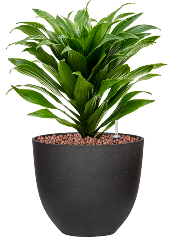 Dracaena fragrans 'Compacta' in Refined Office Plant With Pot 34cm Height 17.2cm Dia
