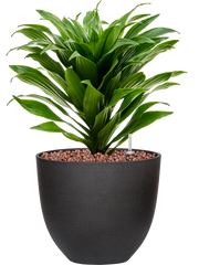 Dracaena fragrans 'Compacta' in Refined Office Plant With Pot 34cm Height 17.2cm Dia