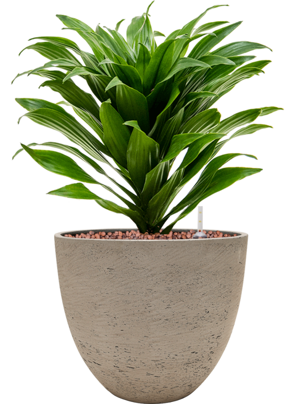 Dracaena fragrans 'Compacta' in Rough Office Plant With Pot 34cm Height 17cm Dia