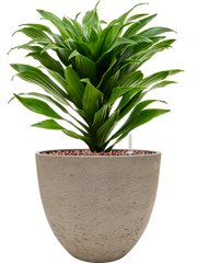Dracaena fragrans 'Compacta' in Rough Office Plant With Pot 34cm Height 17cm Dia