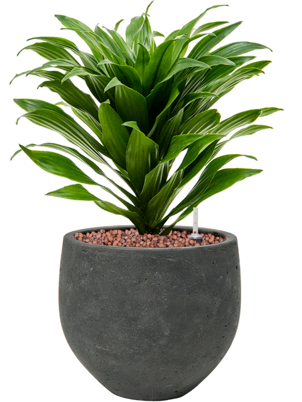 Dracaena fragrans 'Compacta' in Rough Office Plant With Pot 34cm Height 16cm Dia