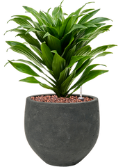 Dracaena fragrans 'Compacta' in Rough Office Plant With Pot 34cm Height 16cm Dia