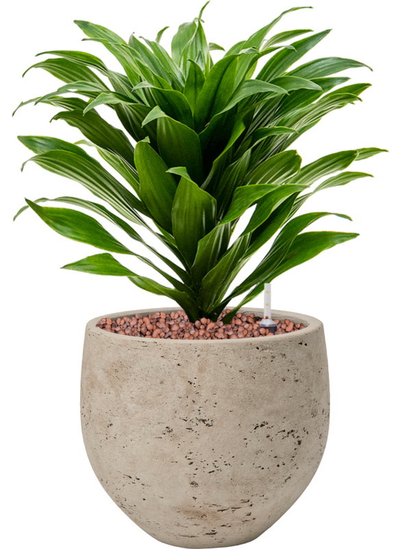 Dracaena fragrans 'Compacta' in Rough Office Plant With Pot 34cm Height 16cm Dia