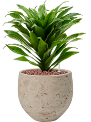 Dracaena fragrans 'Compacta' in Rough Office Plant With Pot 34cm Height 16cm Dia