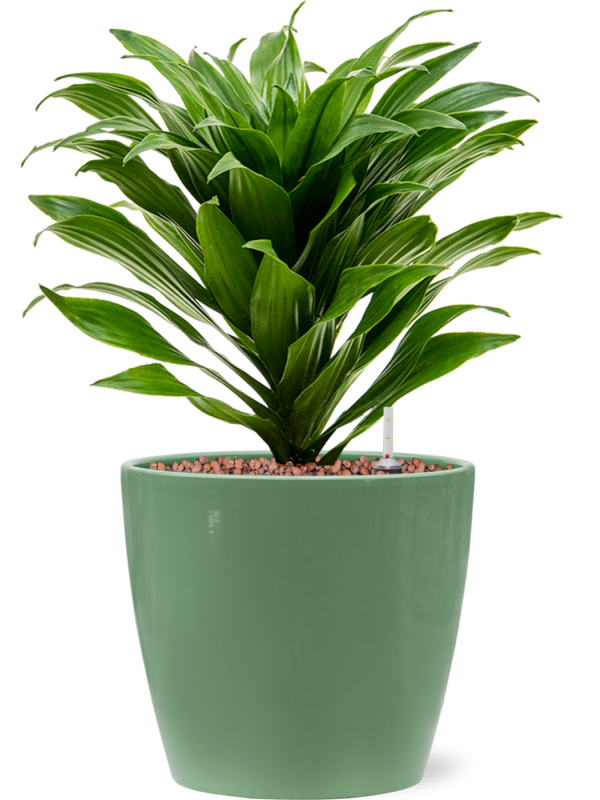 Dracaena fragrans 'Compacta' in Feliz Office Plant With Pot 34cm Height 15cm Dia