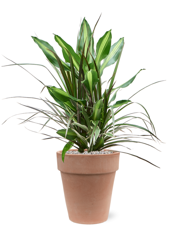 Dracaena combo in Terra Cotta Office Plant With Pot 81cm Height 25cm Dia