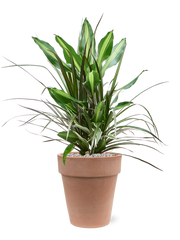 Dracaena combo in Terra Cotta Office Plant With Pot 81cm Height 25cm Dia