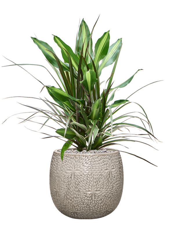 Dracaena combo in Marly Office Plant With Pot 80cm Height 23cm Dia