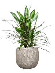 Dracaena combo in Marly Office Plant With Pot 80cm Height 23cm Dia