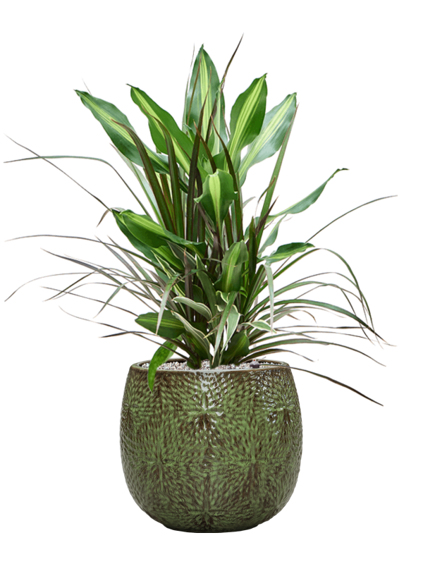 Dracaena combo in Marly Office Plant With Pot 81cm Height 23cm Dia
