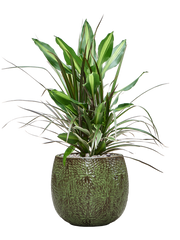 Dracaena combo in Marly Office Plant With Pot 81cm Height 23cm Dia