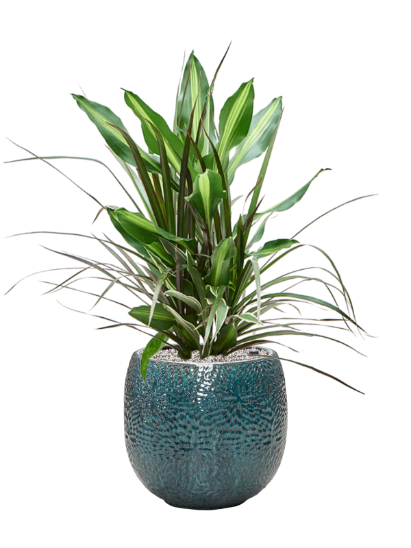 Dracaena combo in Marly Office Plant With Pot 80cm Height 23cm Dia