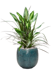Dracaena combo in Marly Office Plant With Pot 80cm Height 23cm Dia