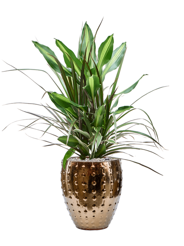 Dracaena combo in Laos Mini Office Plant With Pot 80cm Height 19cm Dia