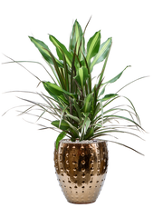 Dracaena combo in Laos Mini Office Plant With Pot 80cm Height 19cm Dia