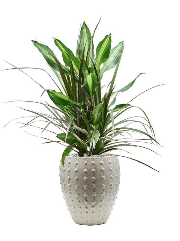 Dracaena combo in Laos Mini Office Plant With Pot 81cm Height 19cm Dia