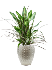 Dracaena combo in Laos Mini Office Plant With Pot 81cm Height 19cm Dia