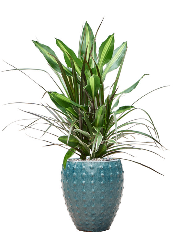 Dracaena combo in Laos Mini Office Plant With Pot 81cm Height 19cm Dia