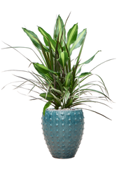 Dracaena combo in Laos Mini Office Plant With Pot 81cm Height 19cm Dia