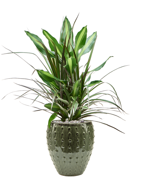 Dracaena combo in Laos Mini Office Plant With Pot 81cm Height 19cm Dia