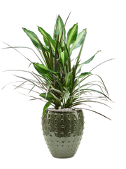 Dracaena combo in Laos Mini Office Plant With Pot 81cm Height 19cm Dia