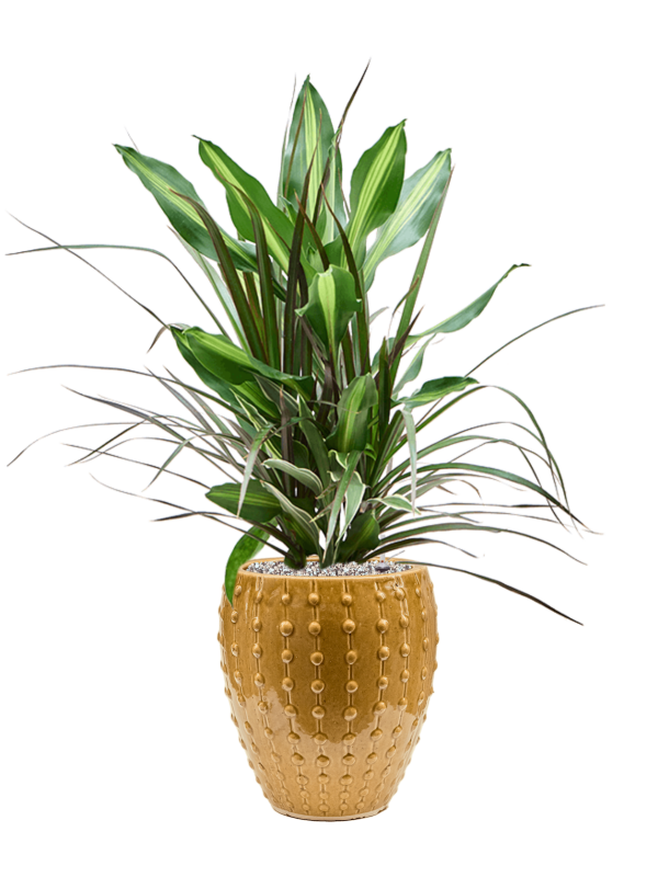 Dracaena combo in Laos Mini Office Plant With Pot 80cm Height 19cm Dia