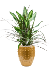 Dracaena combo in Laos Mini Office Plant With Pot 80cm Height 19cm Dia