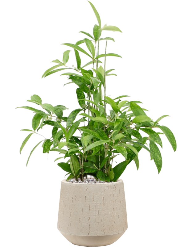 Dracaena surculosa in Baq Raindrop Office Plant With Pot 93cm Height 22cm Dia