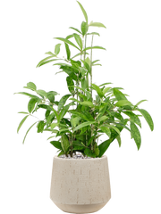 Dracaena surculosa in Baq Raindrop Office Plant With Pot 93cm Height 22cm Dia