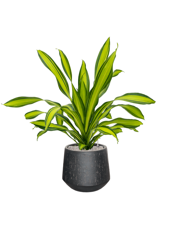 Dracaena fragrans 'Charley' in Baq Raindrop Office Plant With Pot 116cm Height 39cm Dia