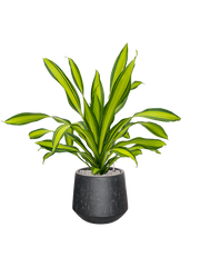 Dracaena fragrans 'Charley' in Baq Raindrop Office Plant With Pot 116cm Height 39cm Dia
