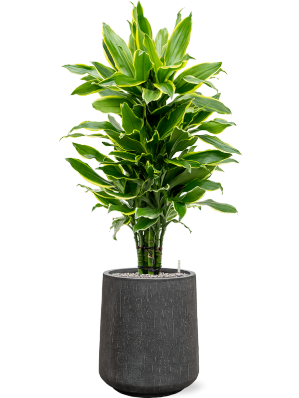 Dracaena fragrans 'Golden Coast' in Baq Raindrop Office Plant With Pot 129cm Height 28cm Dia