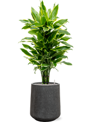 Dracaena fragrans 'Golden Coast' in Baq Raindrop Office Plant With Pot 129cm Height 28cm Dia